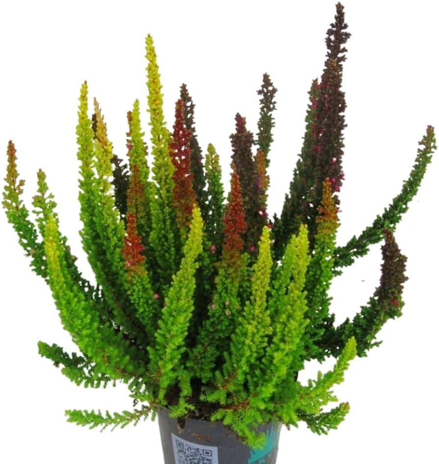 Ba0 Calluna Vulgaris Skyline Trio Calluna Heather - View 2 from www redcrocus com