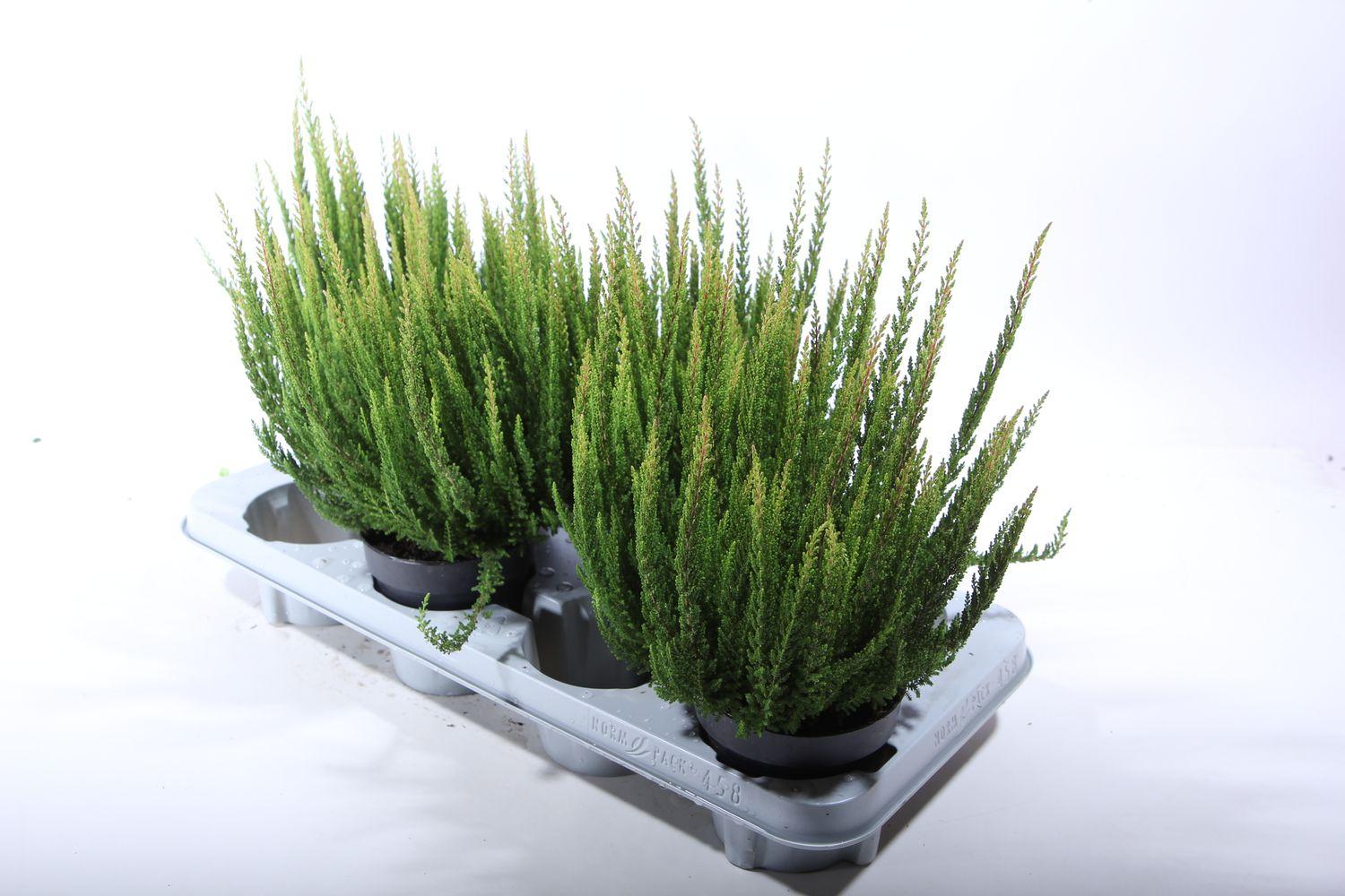 Ba0 Calluna Vulgaris Skyline Trio Calluna Heather - View 31 from www redcrocus com