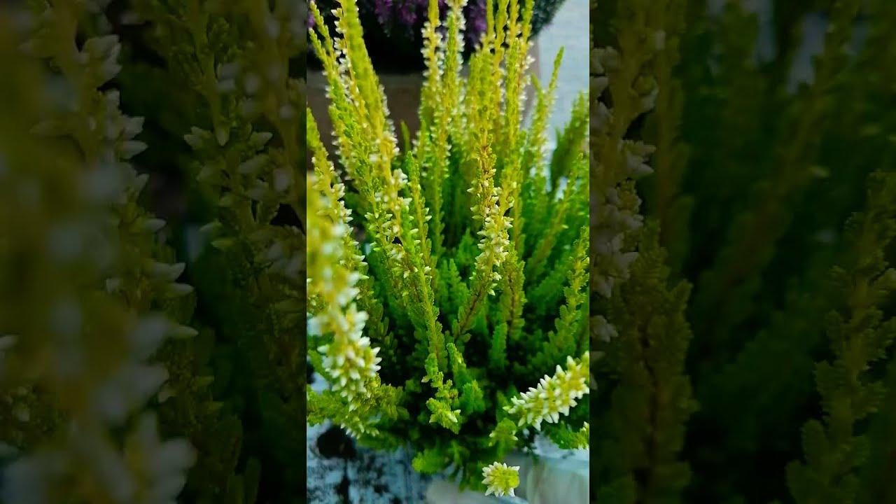 Ba0 Calluna Vulgaris Skyline Trio Calluna Heather - View 32 from www redcrocus com