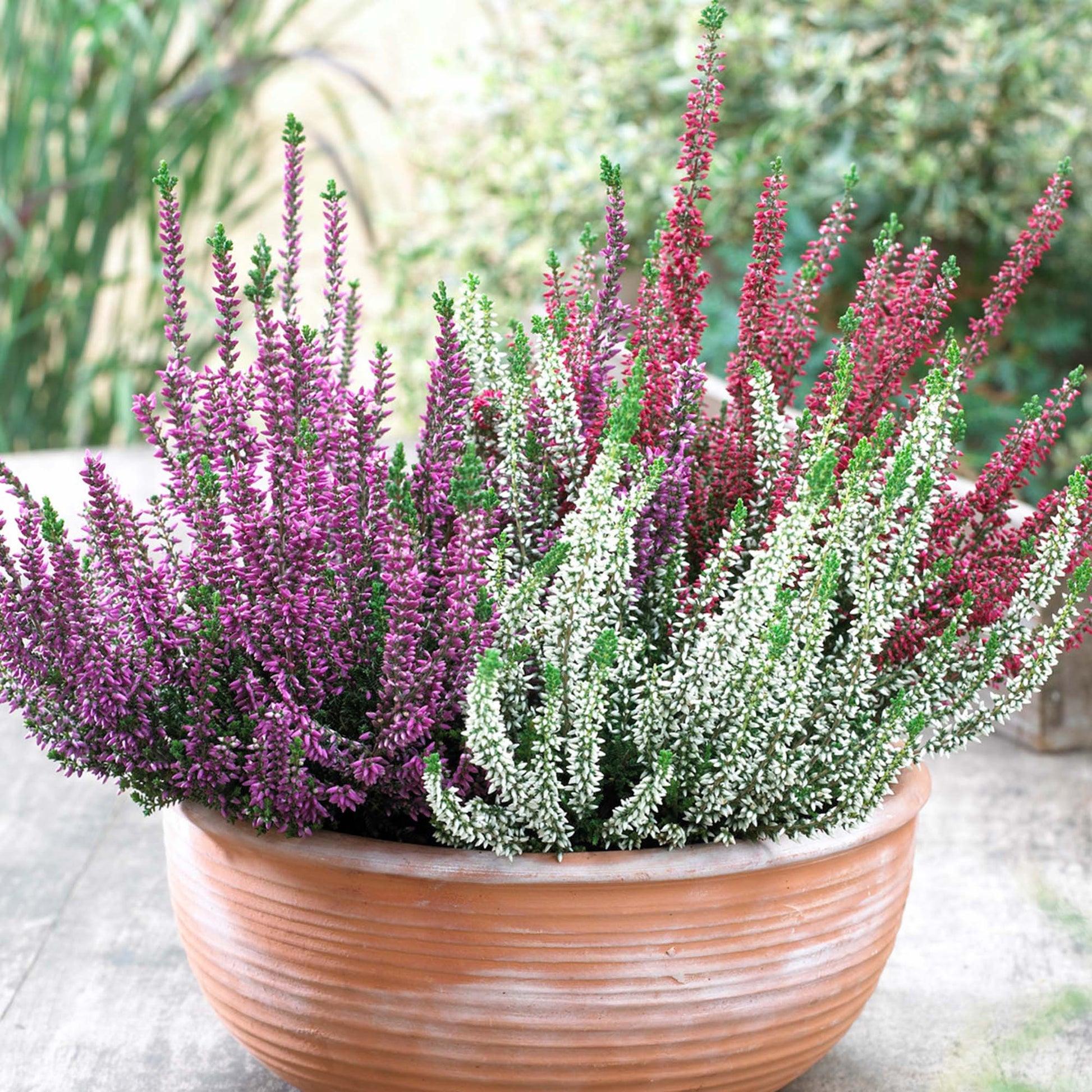 Ba0 Calluna Vulgaris Skyline Trio Calluna Heather - View 34 from www redcrocus com