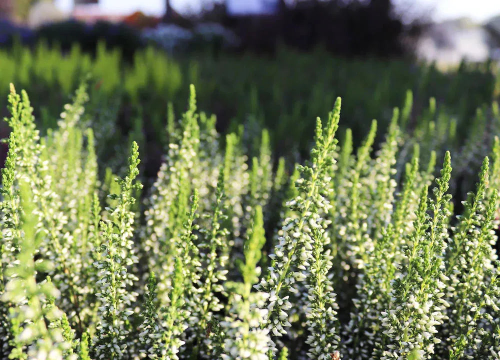 Ba0 Calluna Vulgaris Skyline Trio Calluna Heather - View 4 from www redcrocus com