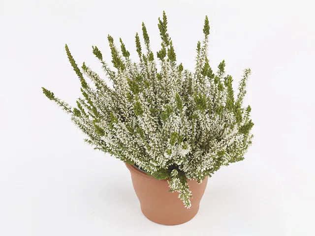 Ba0 Calluna Vulgaris Skyline Trio Calluna Heather - View 6 from www redcrocus com