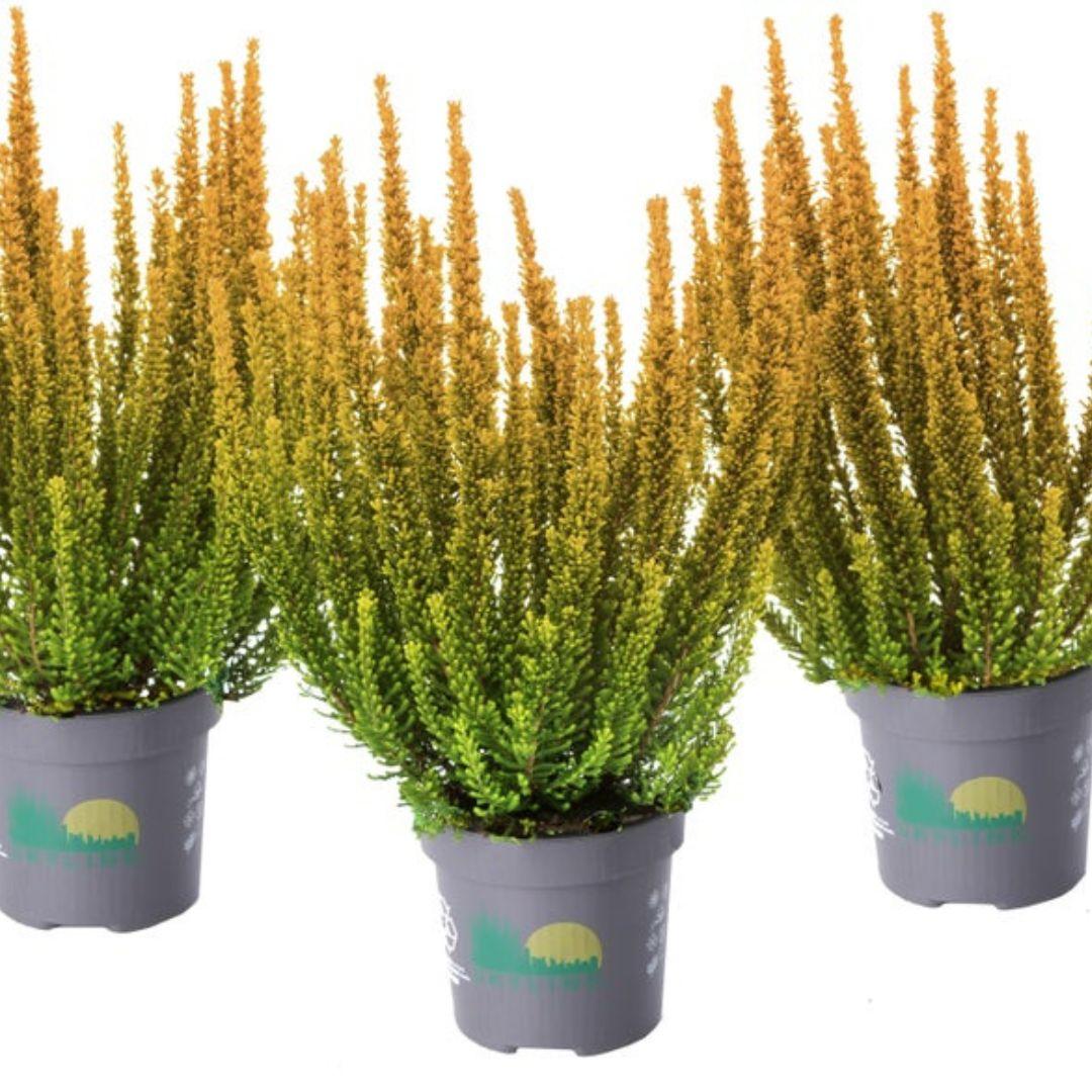 Ba0 Calluna Vulgaris Skyline Trio Calluna Heather - View 7 from www redcrocus com
