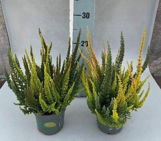 Ba0 Calluna Vulgaris Skyline Trio Calluna Heather - View 8 from www redcrocus com