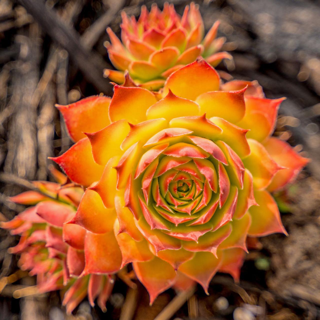 Bb5 Sempervivum Chick Charms Gold Nugget - View 10 from www redcrocus com