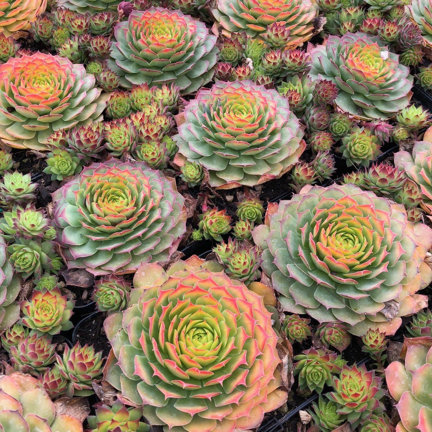 Bb5 Sempervivum Chick Charms Gold Nugget - View 11 from www redcrocus com