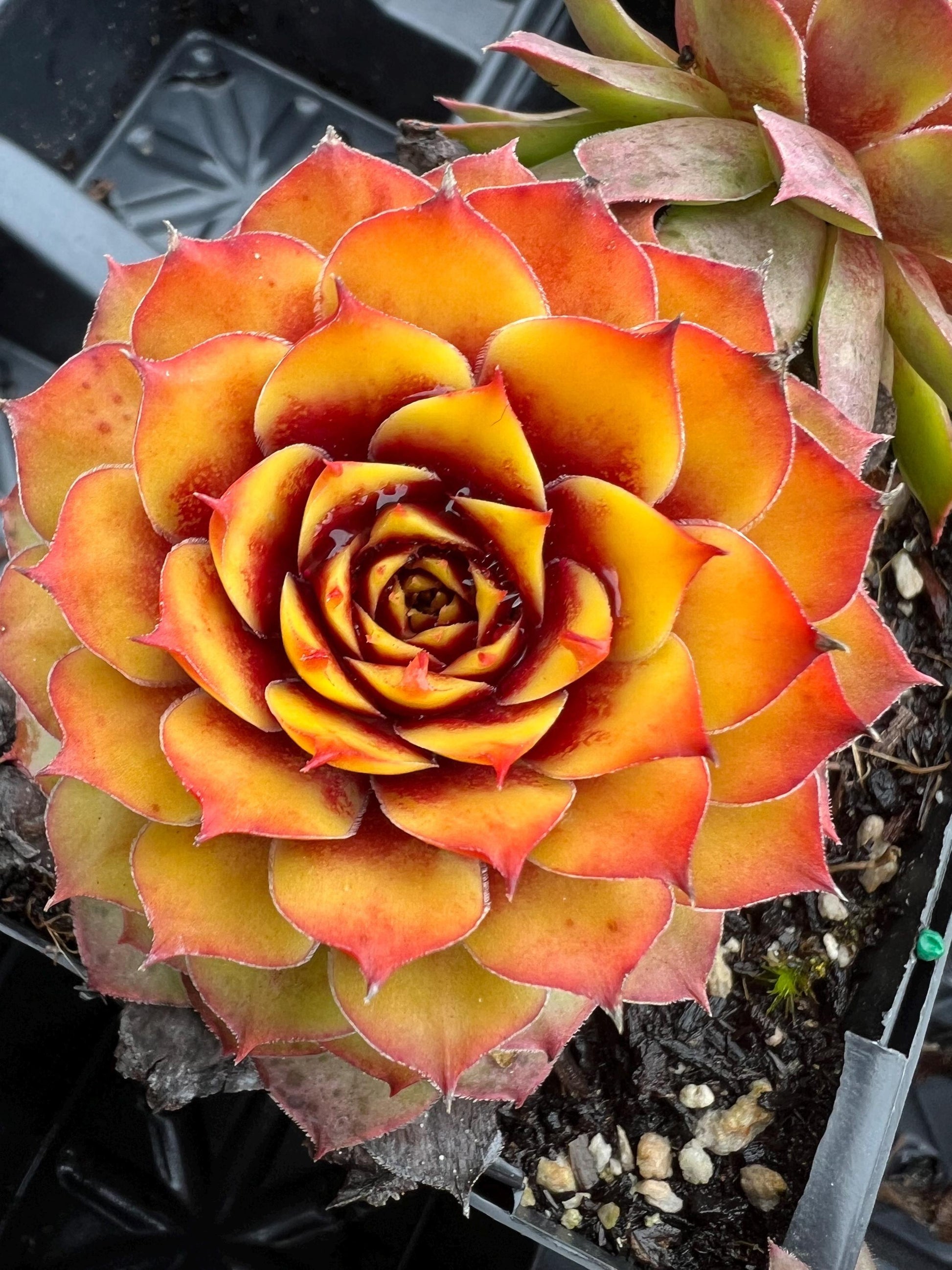 Bb5 Sempervivum Chick Charms Gold Nugget - View 13 from www redcrocus com