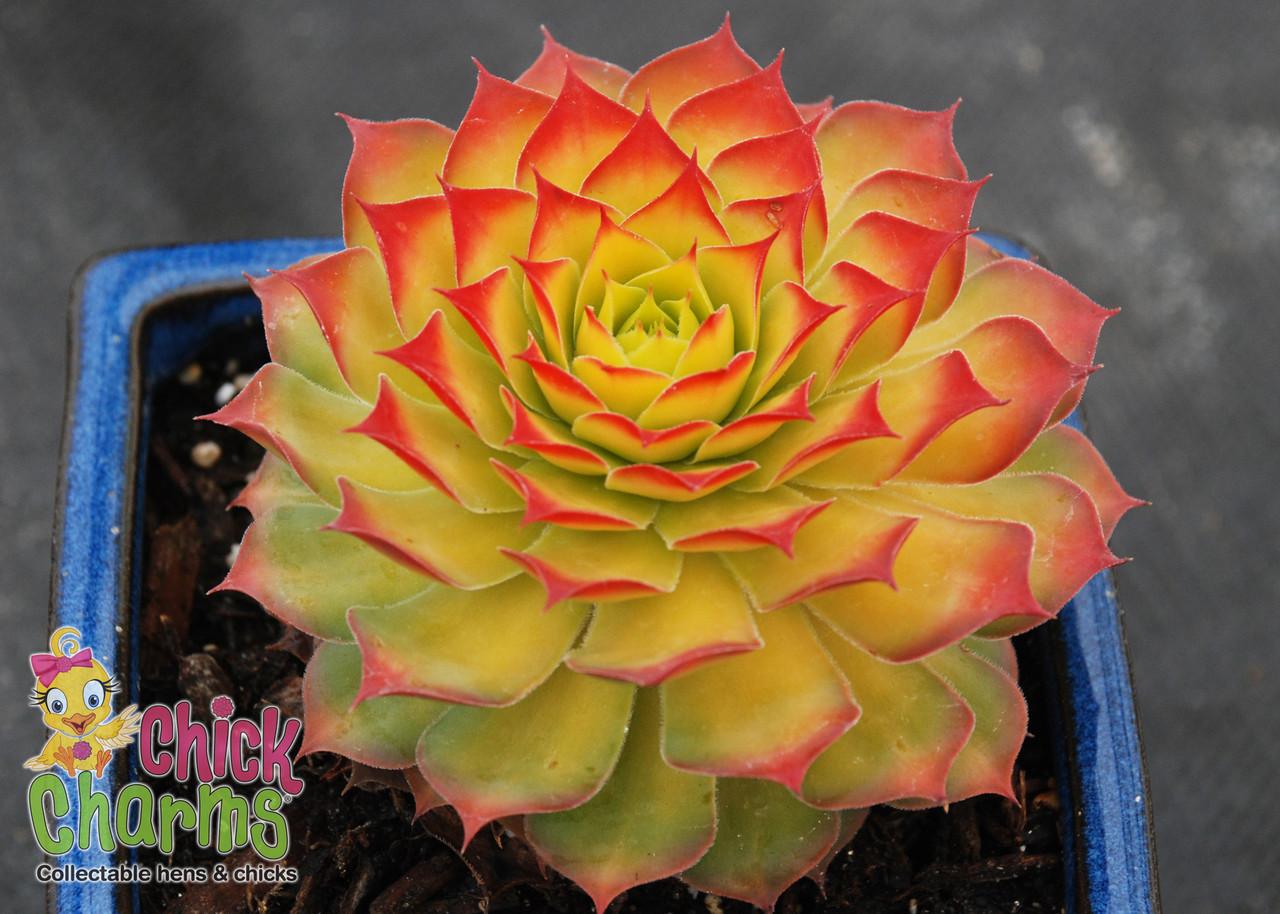 Bb5 Sempervivum Chick Charms Gold Nugget - View 16 from www redcrocus com