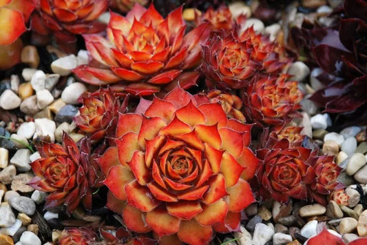 Bb5 Sempervivum Chick Charms Gold Nugget - View 1 from www redcrocus com