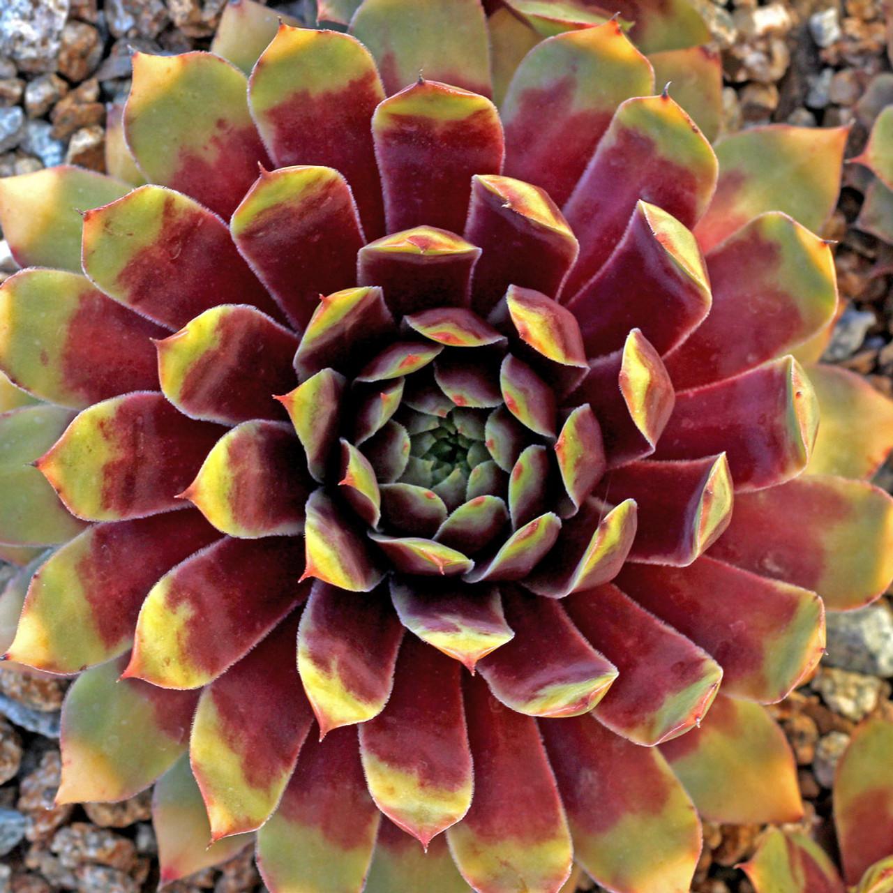 Bb5 Sempervivum Chick Charms Gold Nugget - View 21 from www redcrocus com