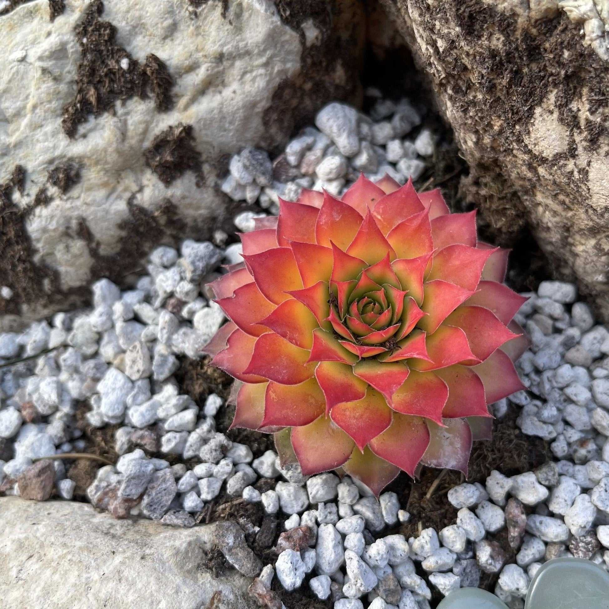 Bb5 Sempervivum Chick Charms Gold Nugget - View 28 from www redcrocus com