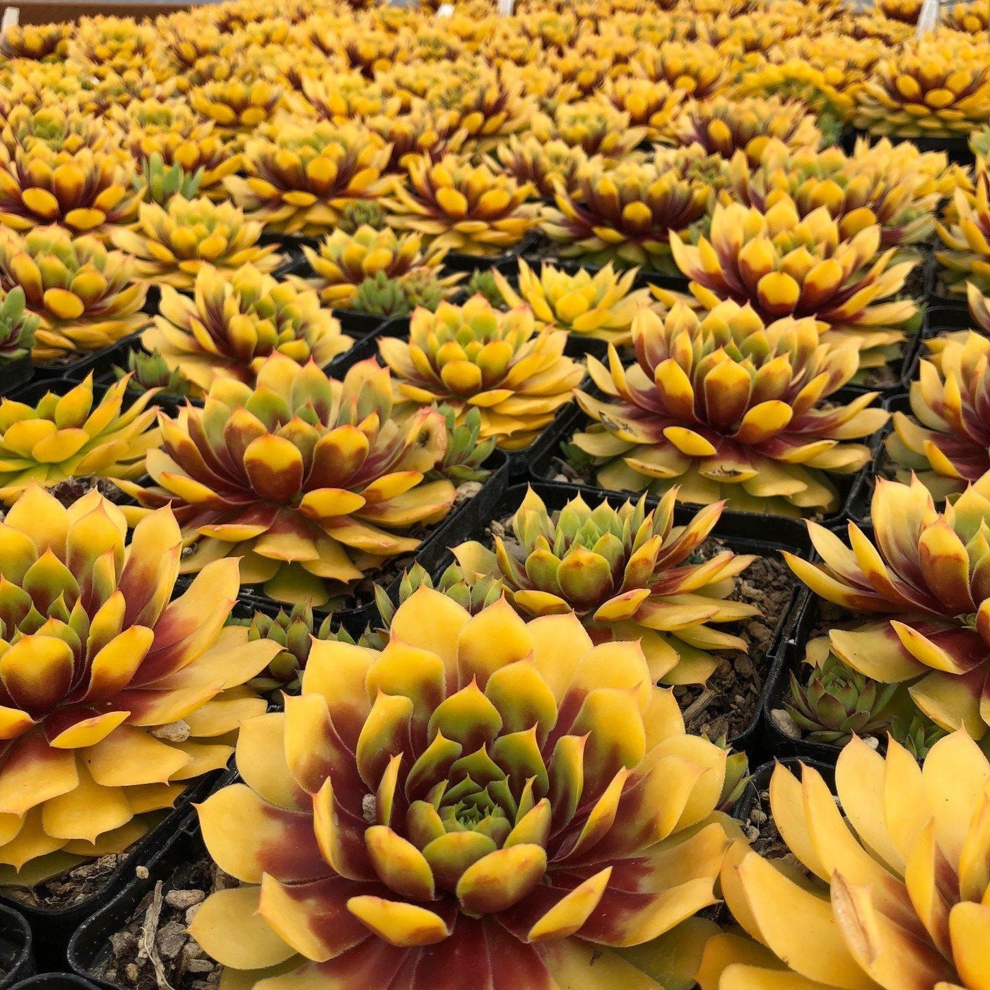 Bb5 Sempervivum Chick Charms Gold Nugget - View 8 from www redcrocus com