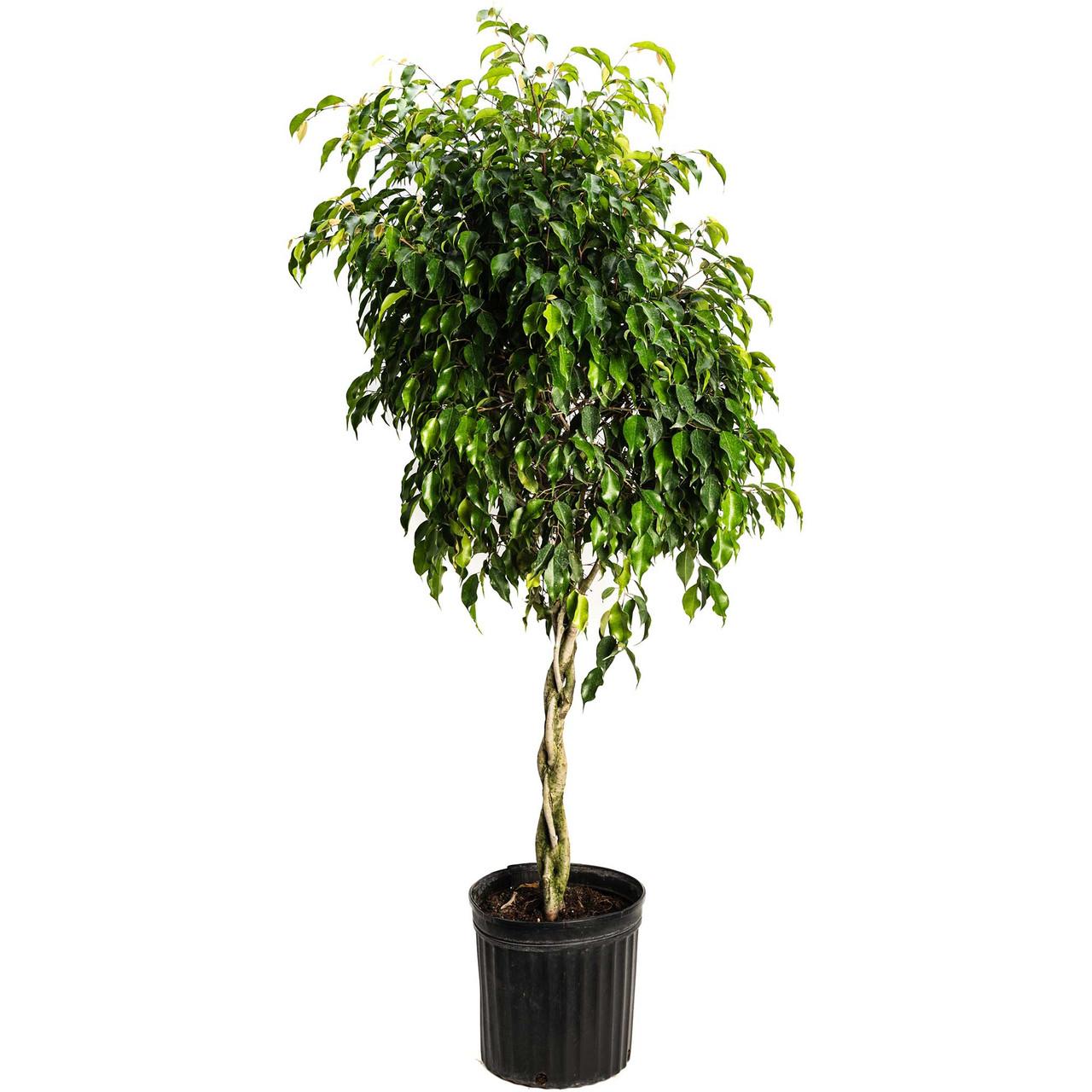 C4c Ficus Braided Topiary Green Lady - View 12 from www redcrocus com