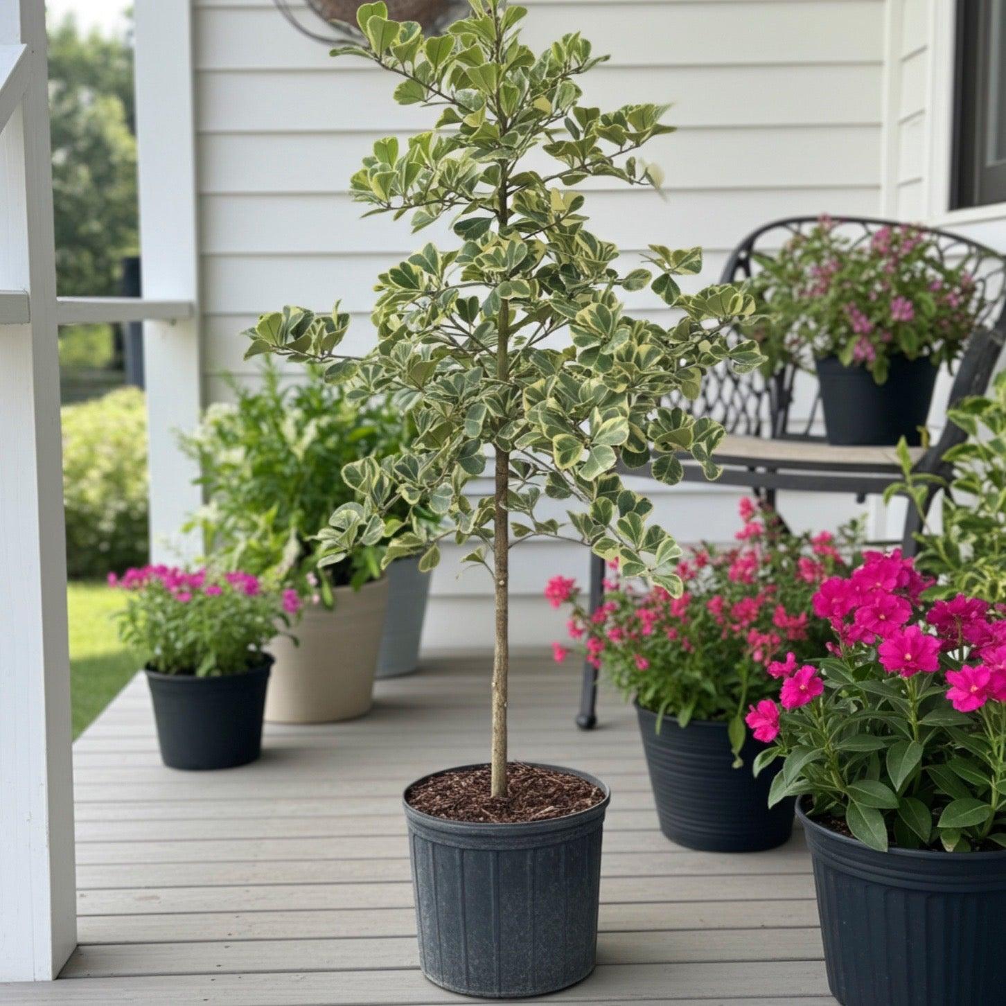 C4c Ficus Braided Topiary Green Lady - View 13 from www redcrocus com