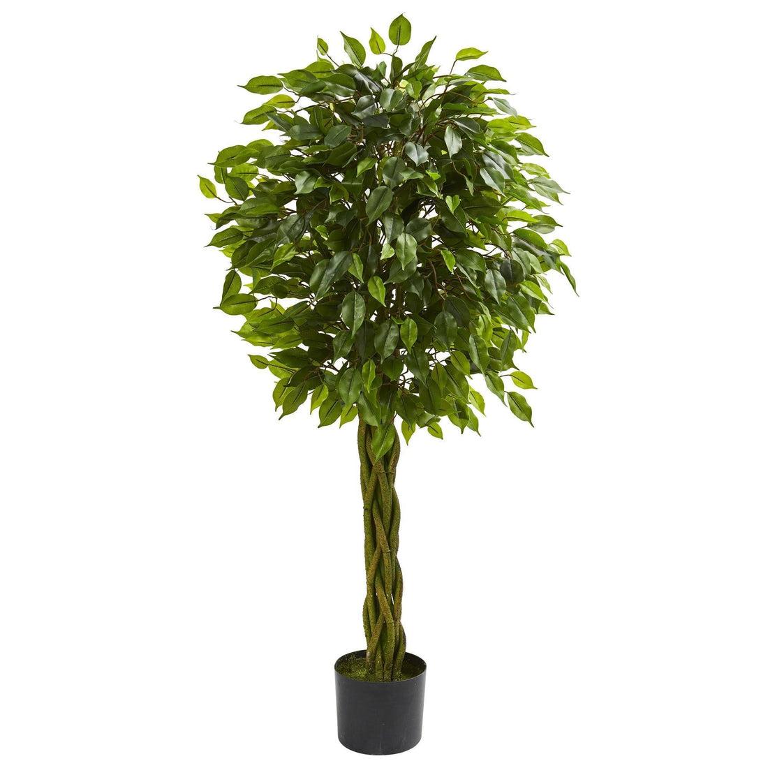 C4c Ficus Braided Topiary Green Lady - View 17 from www redcrocus com
