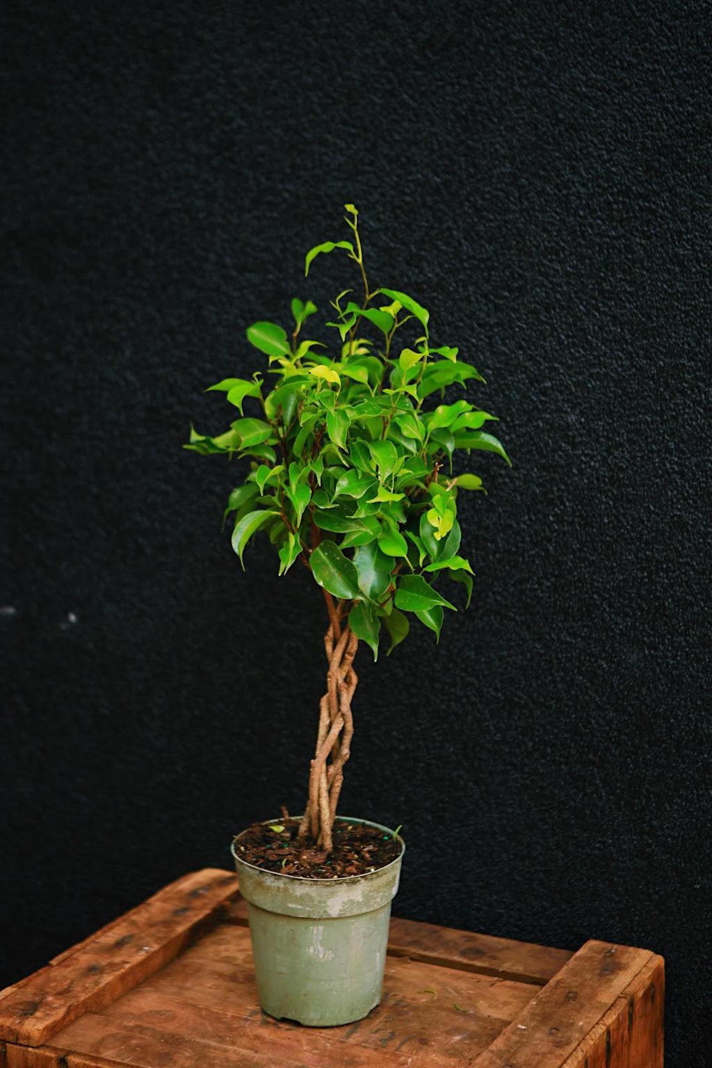 C4c Ficus Braided Topiary Green Lady - View 19 from www redcrocus com