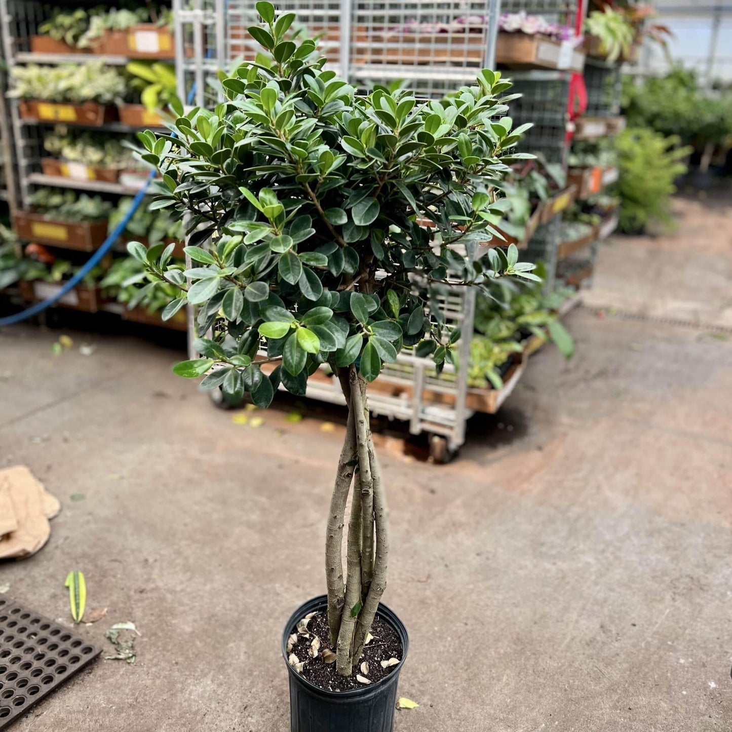 C4c Ficus Braided Topiary Green Lady - View 23 from www redcrocus com