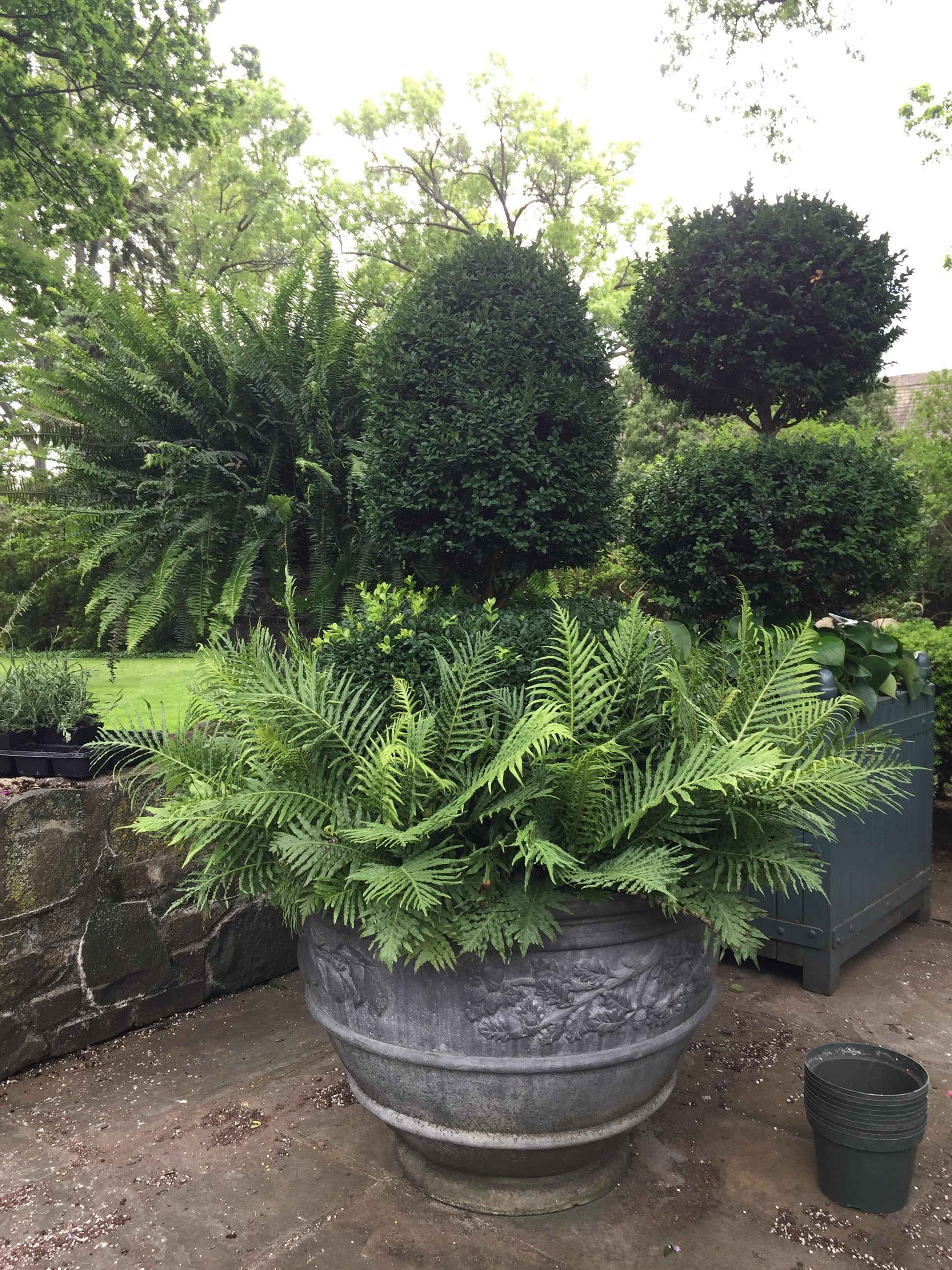 C4c Ficus Braided Topiary Green Lady - View 25 from www redcrocus com