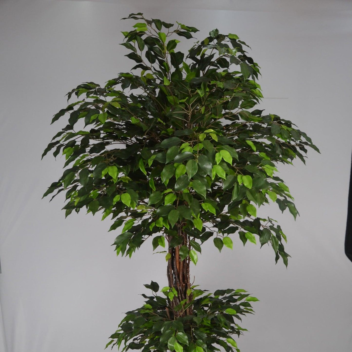 C4c Ficus Braided Topiary Green Lady - View 29 from www redcrocus com