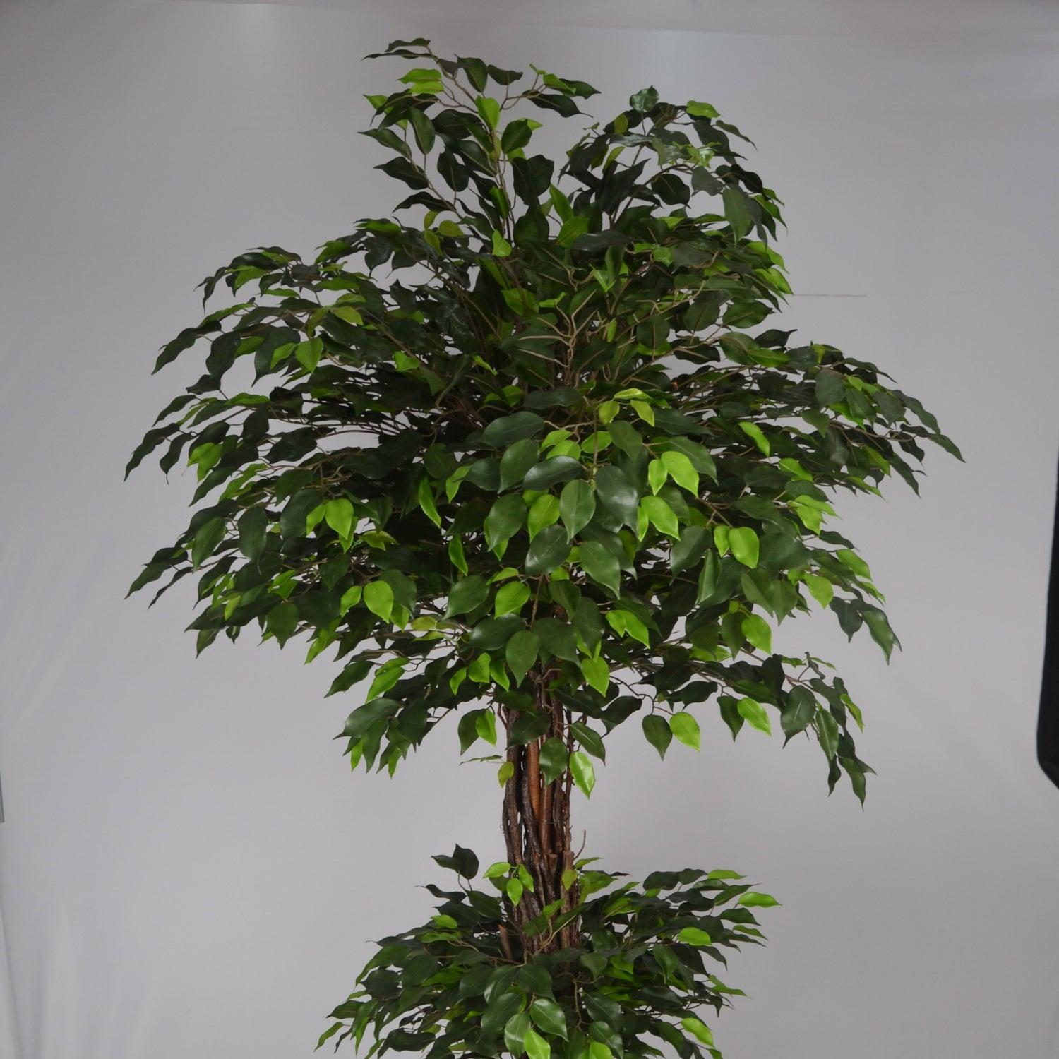 C4c Ficus Braided Topiary Green Lady - View 29 from www redcrocus com