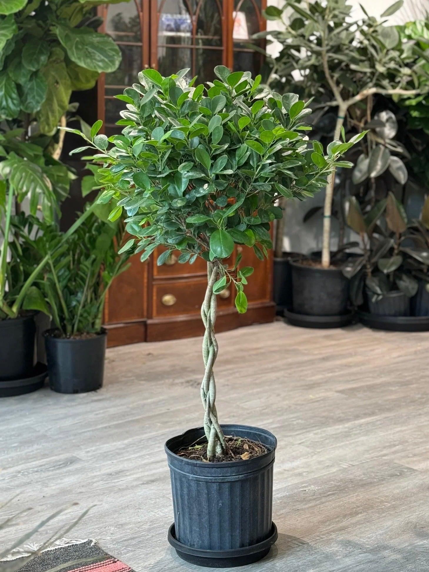 C4c Ficus Braided Topiary Green Lady - View 2 from www redcrocus com