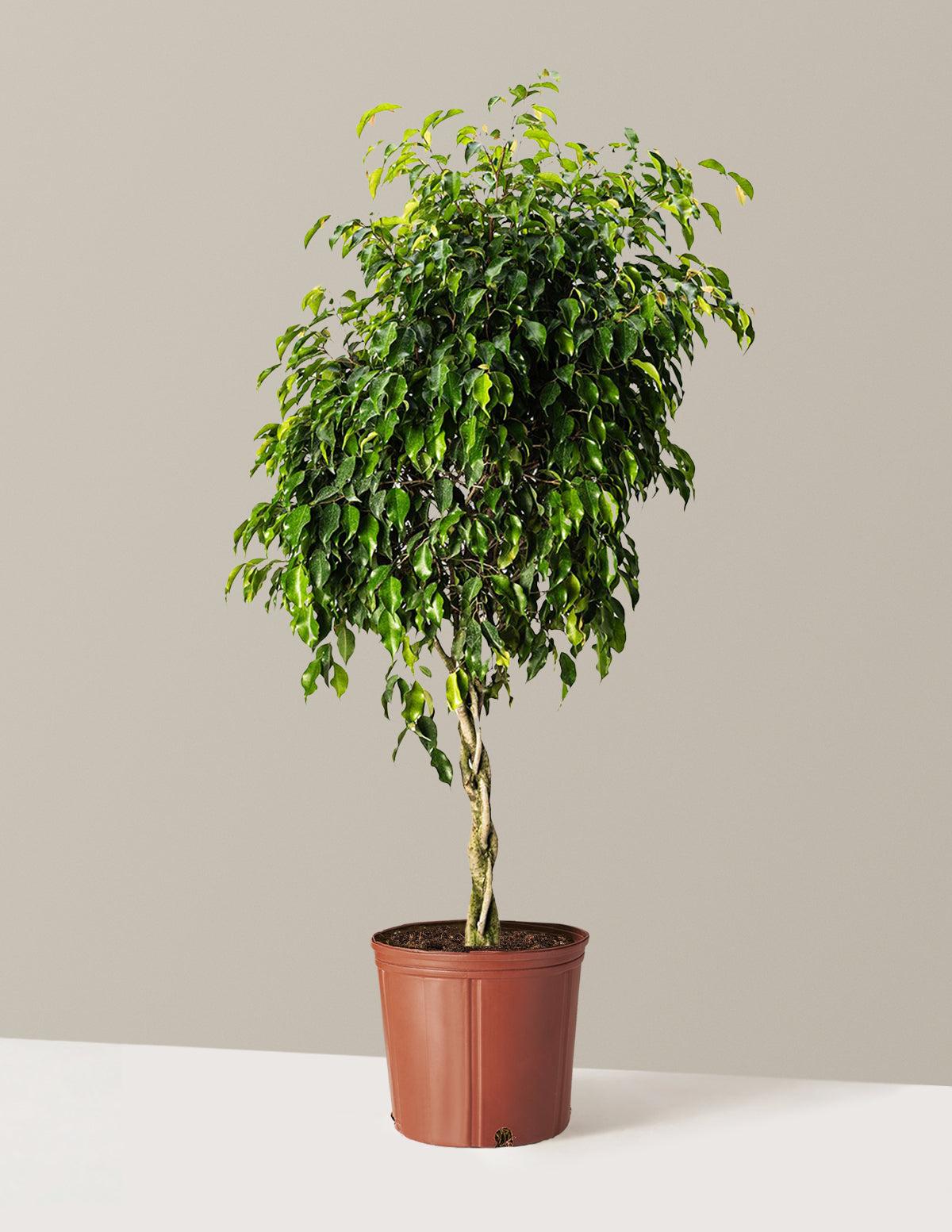 C4c Ficus Braided Topiary Green Lady - View 8 from www redcrocus com