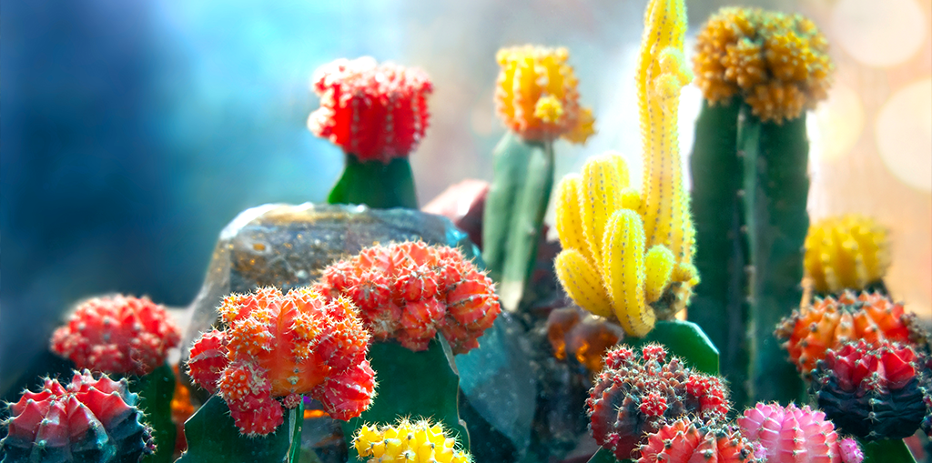 C4d Cactus Grafted Assorted Colors - View 10 from www redcrocus com