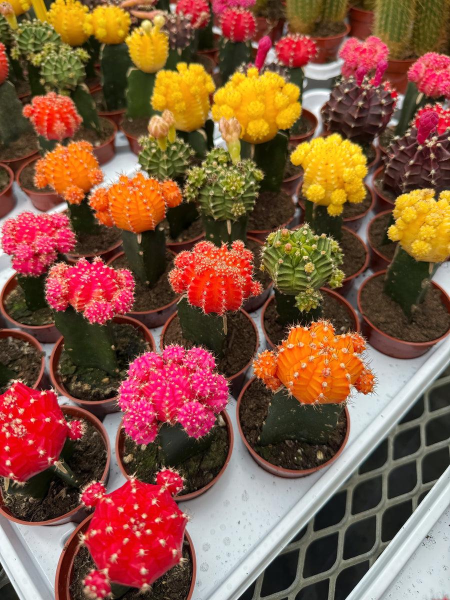 C4d Cactus Grafted Assorted Colors - View 11 from www redcrocus com