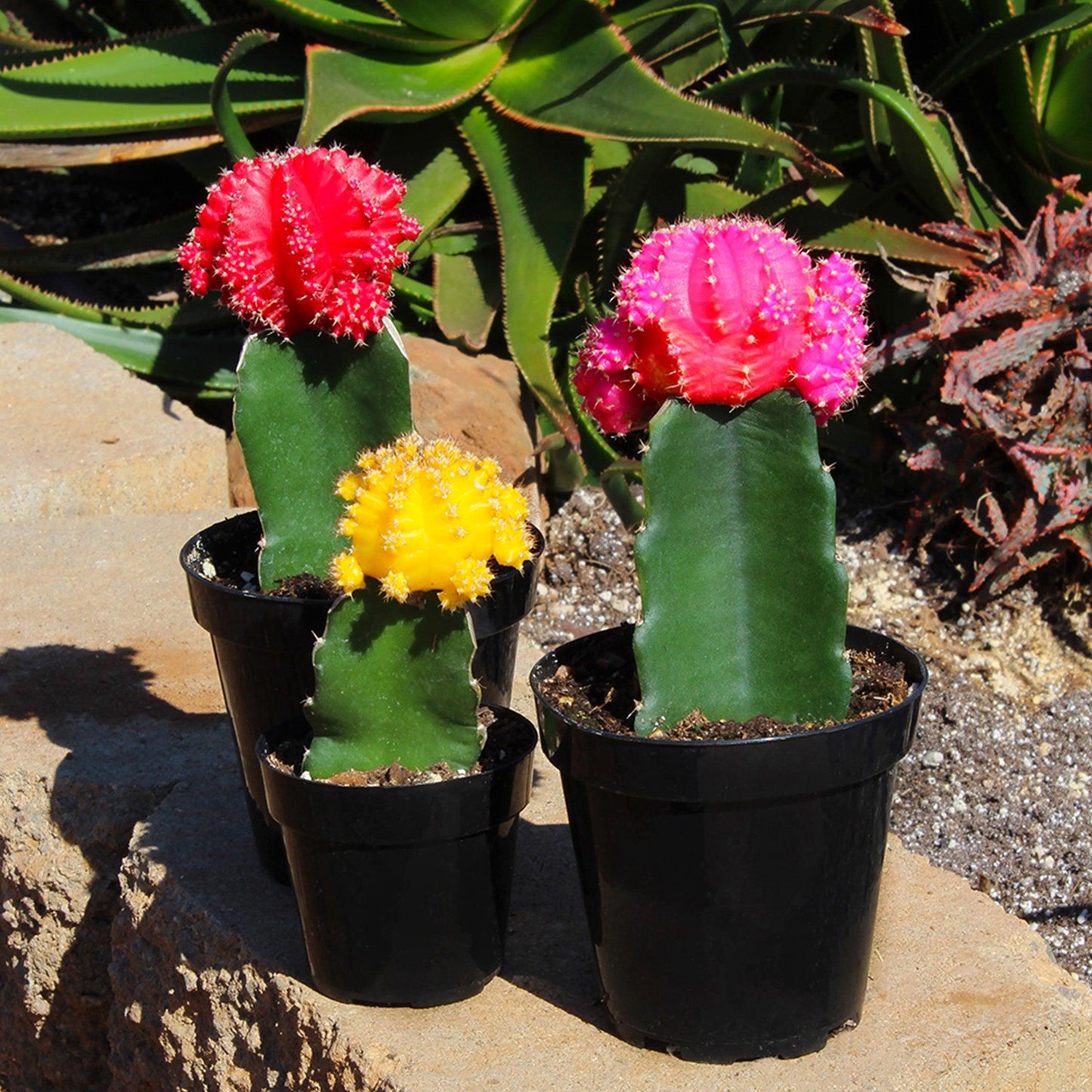 C4d Cactus Grafted Assorted Colors - View 13 from www redcrocus com
