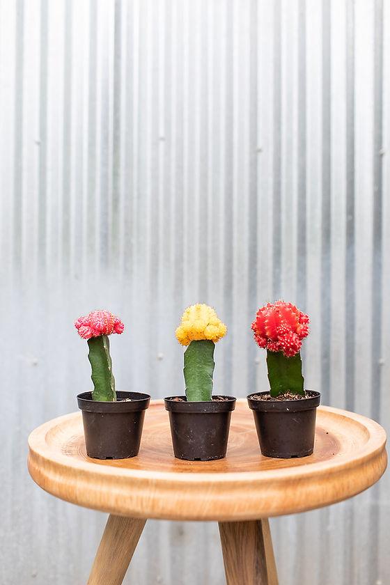 C4d Cactus Grafted Assorted Colors - View 16 from www redcrocus com