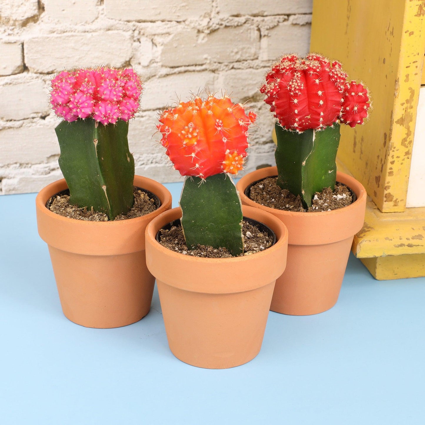 C4d Cactus Grafted Assorted Colors - View 1 from www redcrocus com
