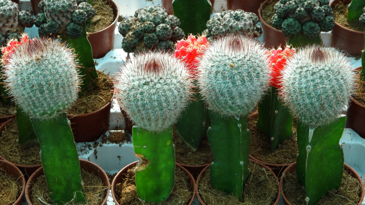 C4d Cactus Grafted Assorted Colors - View 20 from www redcrocus com