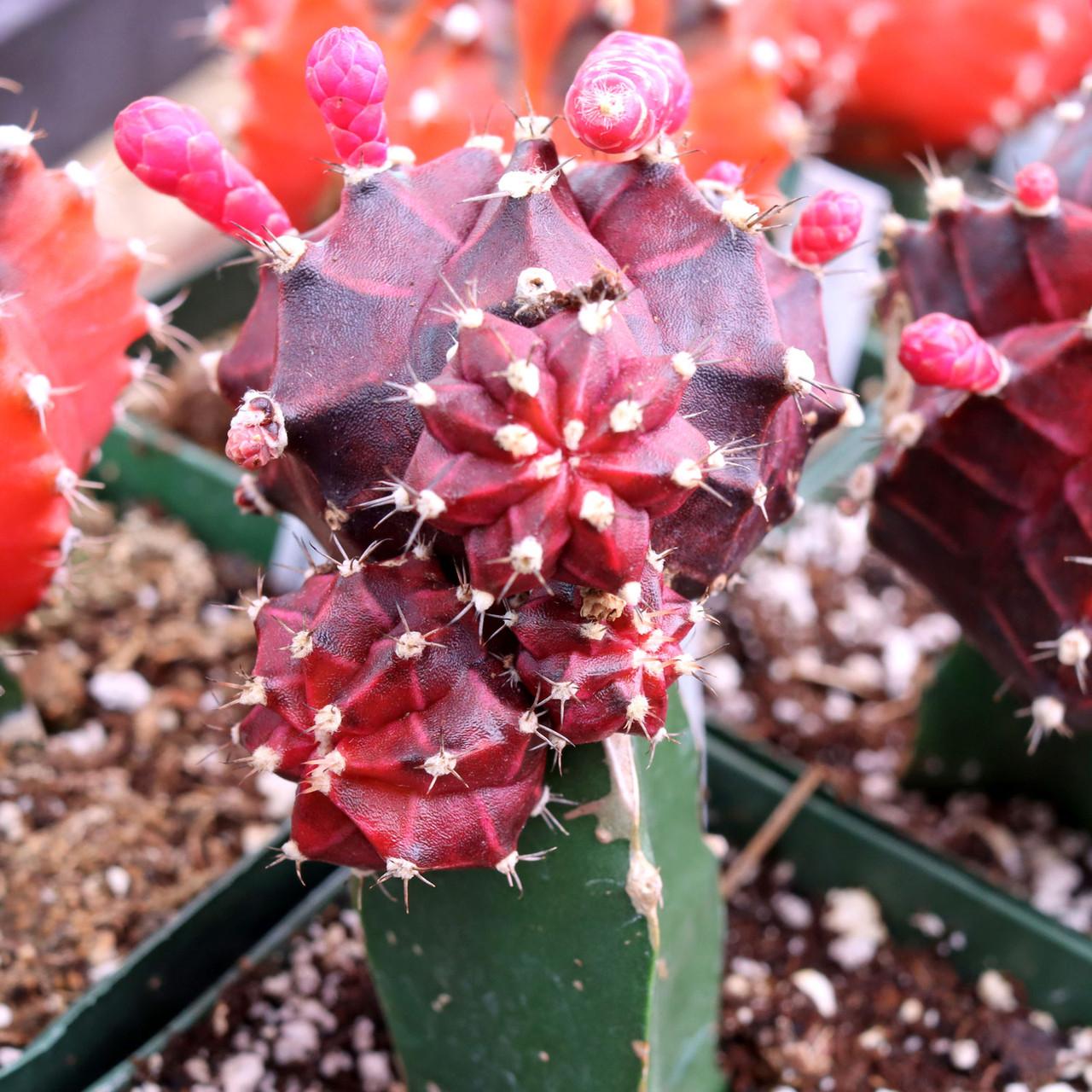 C4d Cactus Grafted Assorted Colors - View 21 from www redcrocus com