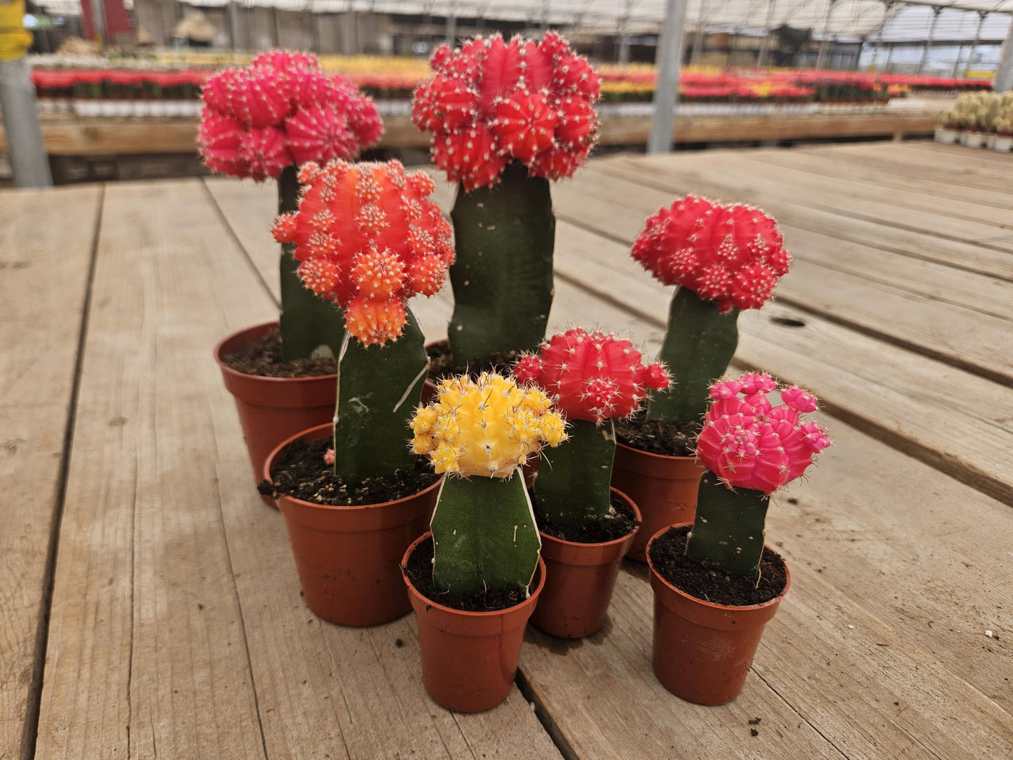 C4d Cactus Grafted Assorted Colors - View 22 from www redcrocus com