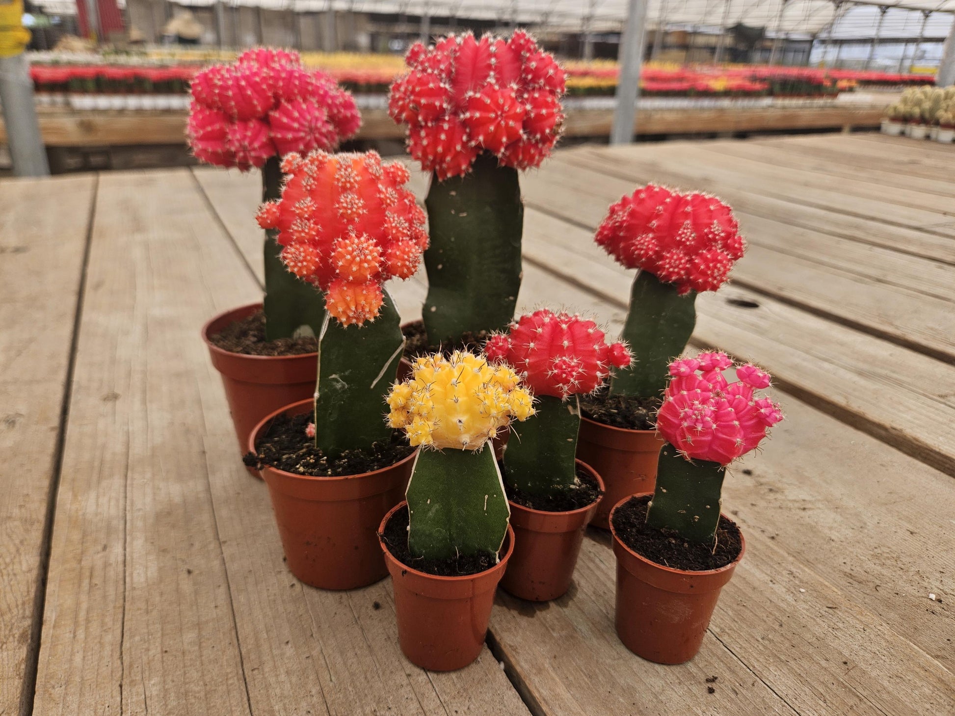 C4d Cactus Grafted Assorted Colors - View 22 from www redcrocus com