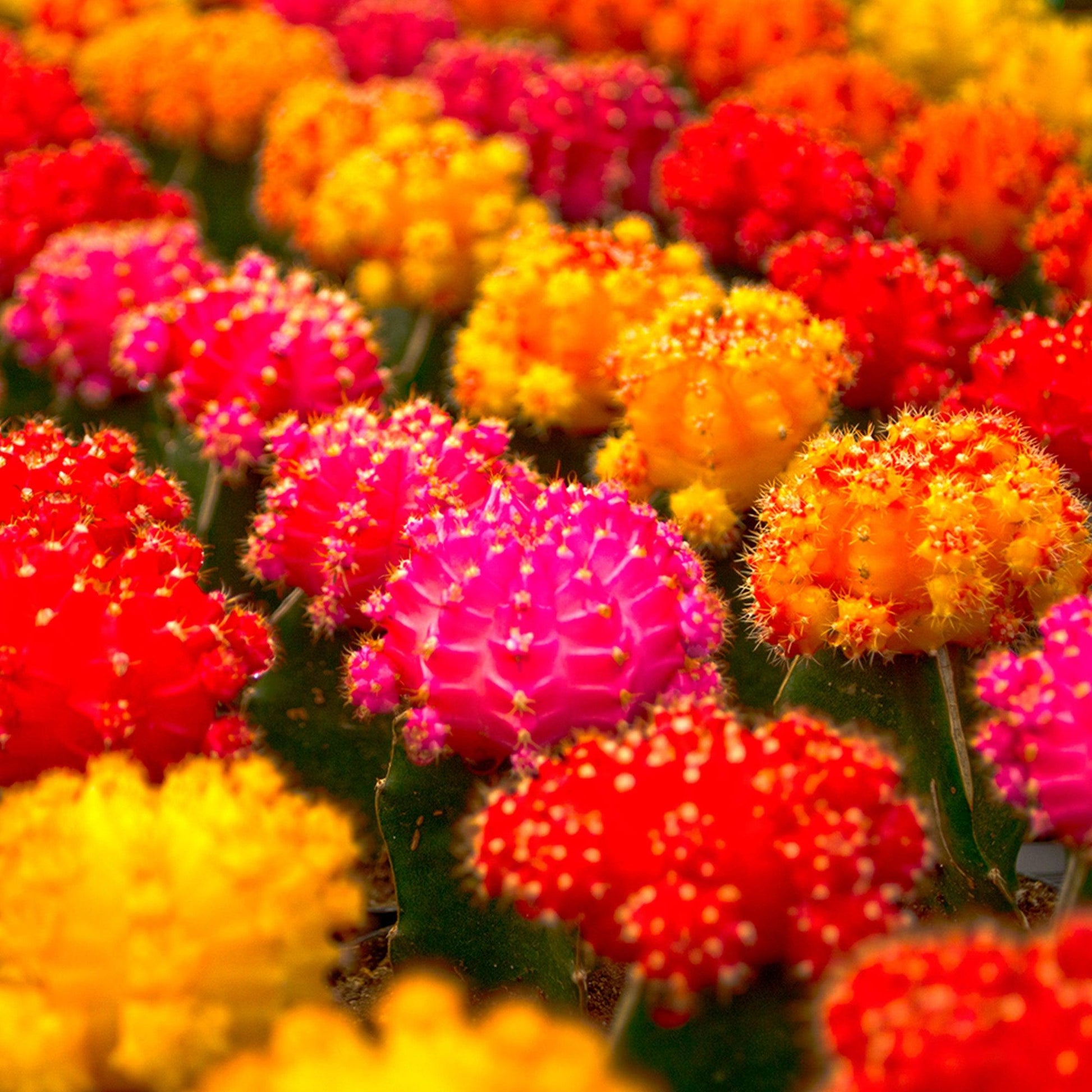 C4d Cactus Grafted Assorted Colors - View 23 from www redcrocus com