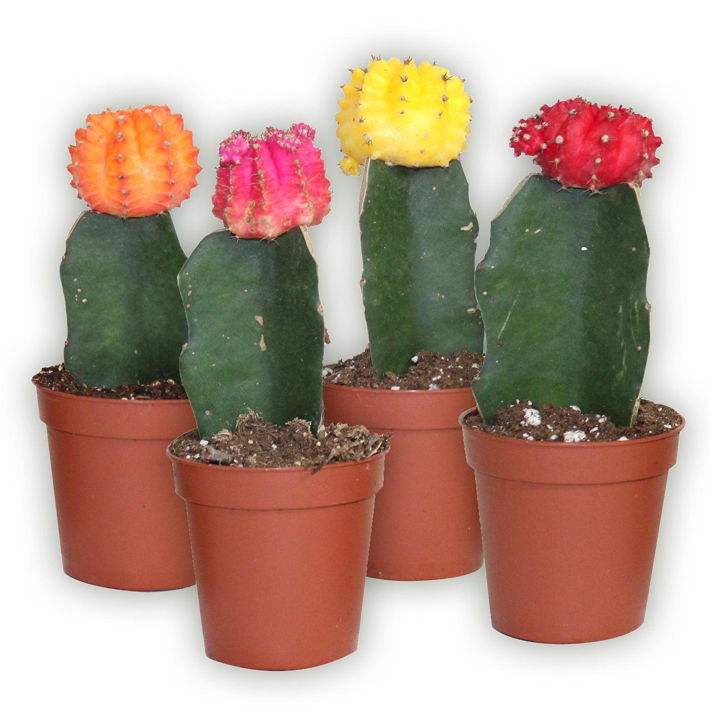 C4d Cactus Grafted Assorted Colors - View 24 from www redcrocus com