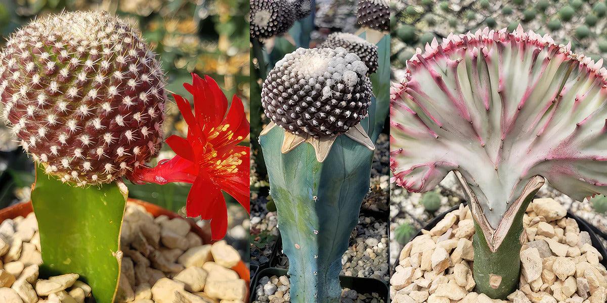 C4d Cactus Grafted Assorted Colors - View 25 from www redcrocus com