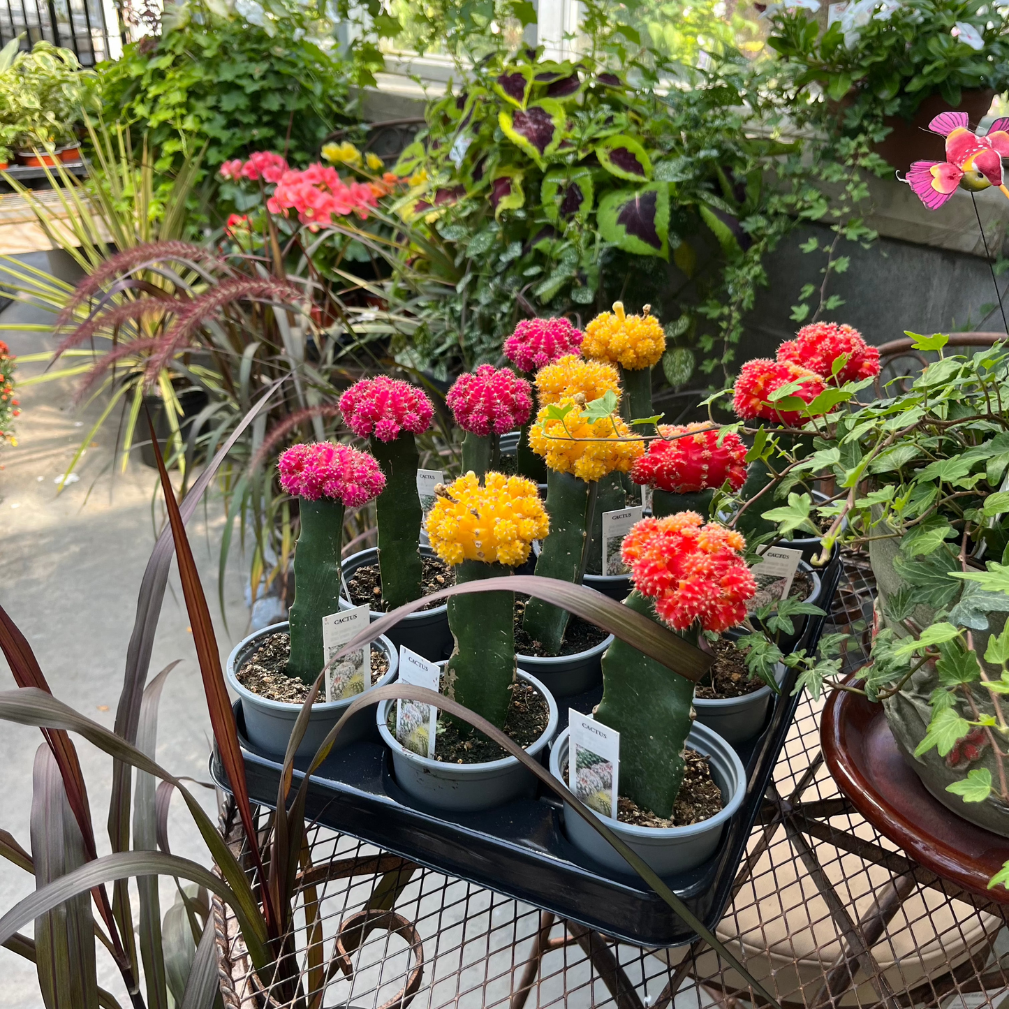 C4d Cactus Grafted Assorted Colors - View 26 from www redcrocus com