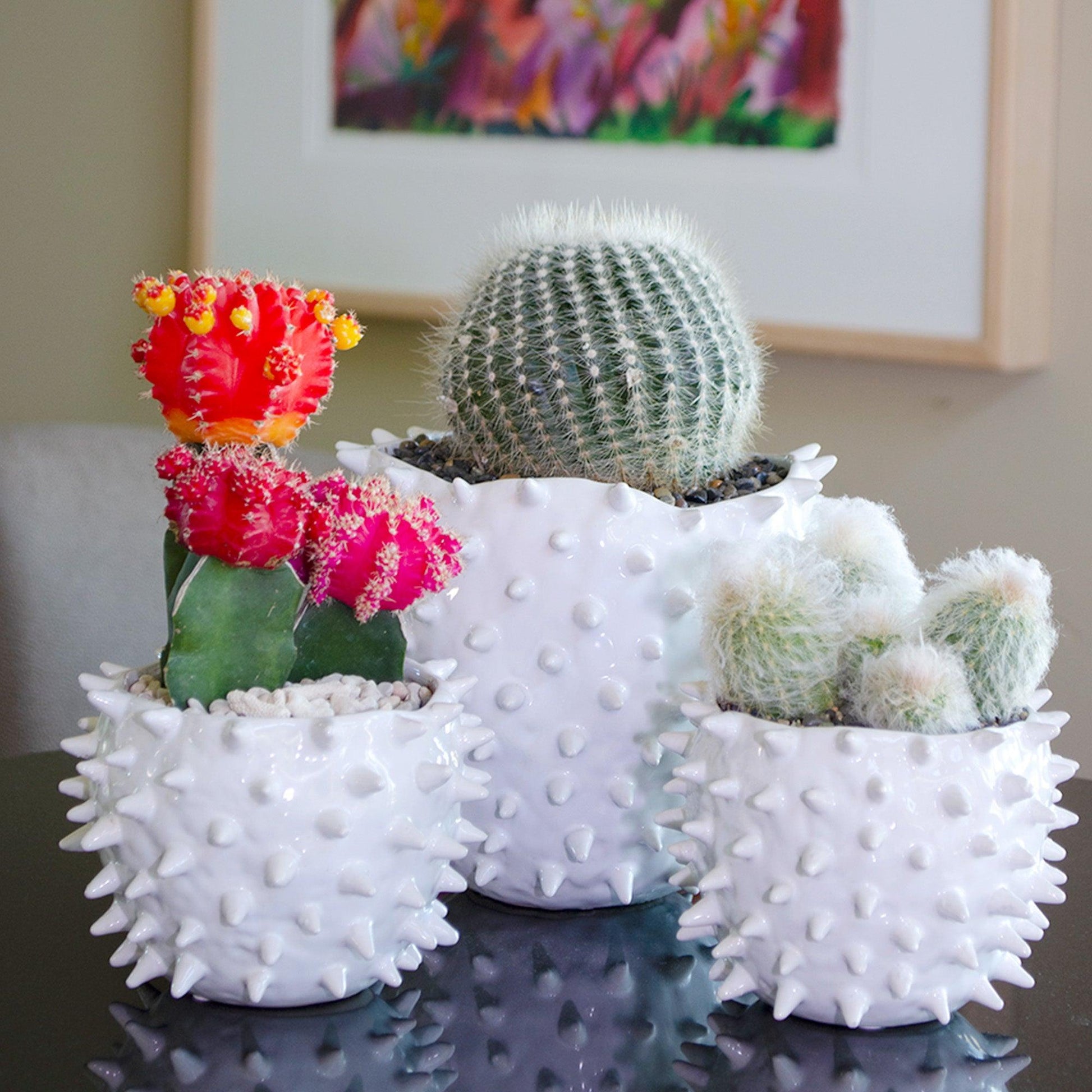 C4d Cactus Grafted Assorted Colors - View 28 from www redcrocus com