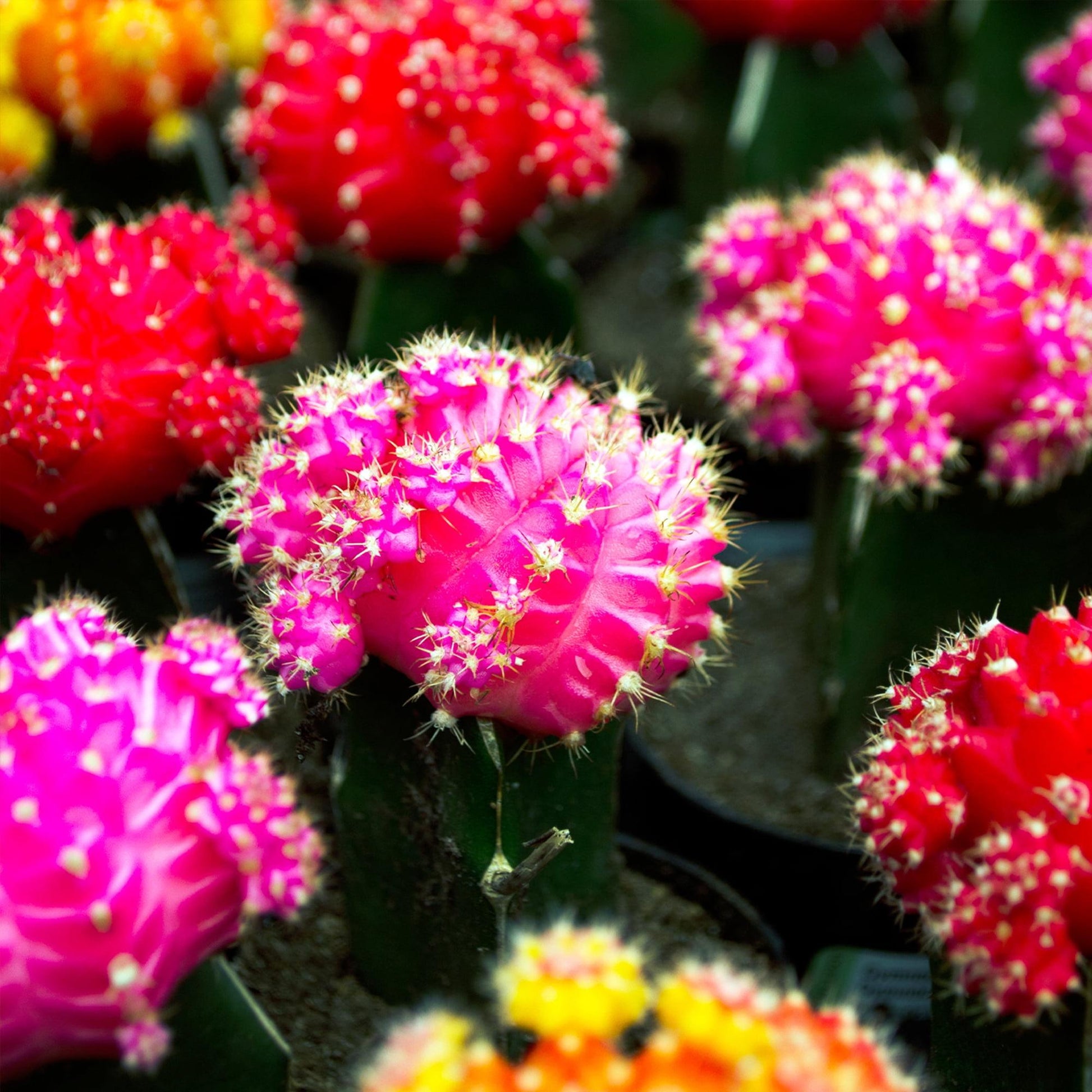 C4d Cactus Grafted Assorted Colors - View 29 from www redcrocus com