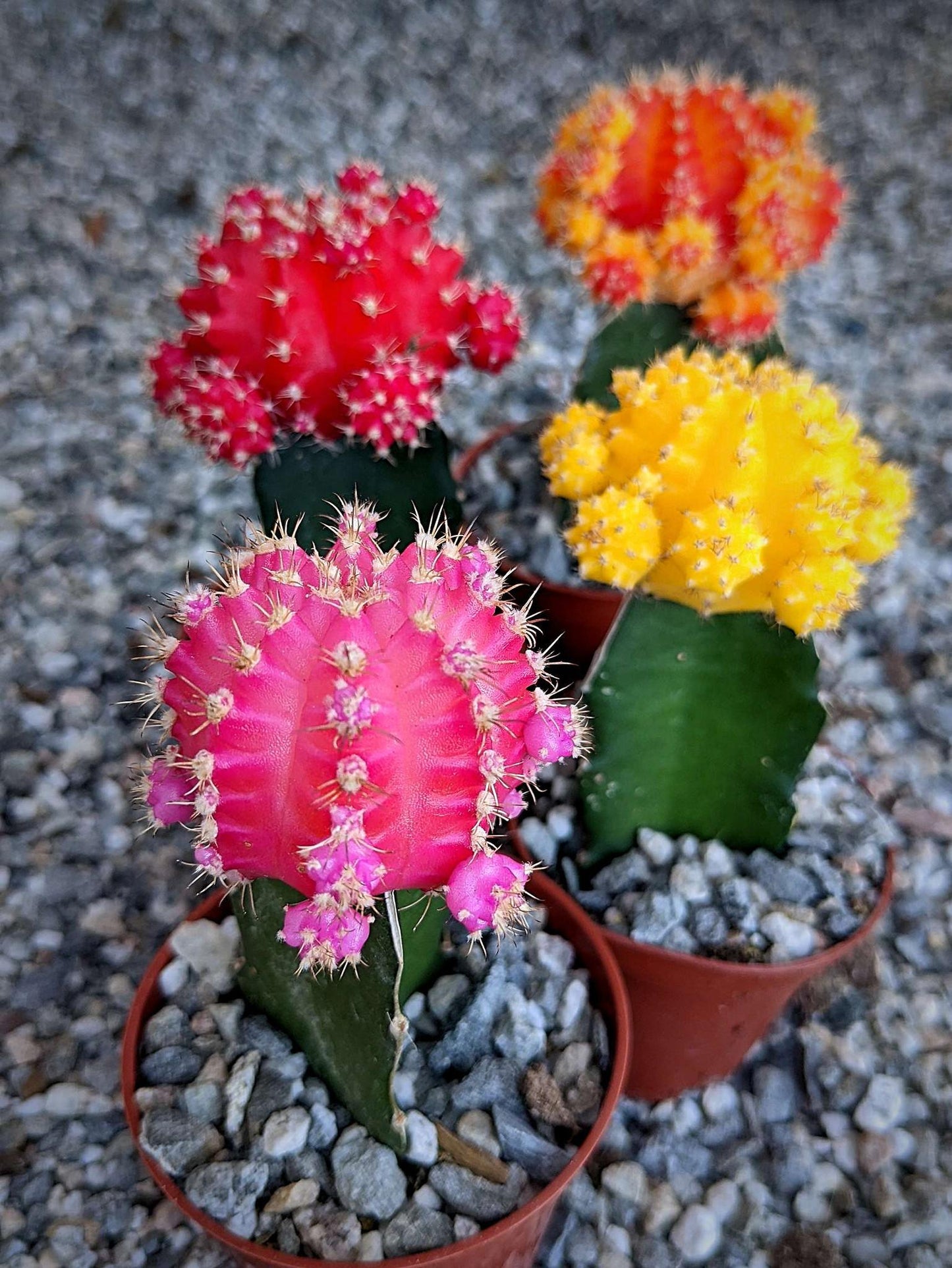 C4d Cactus Grafted Assorted Colors - View 2 from www redcrocus com