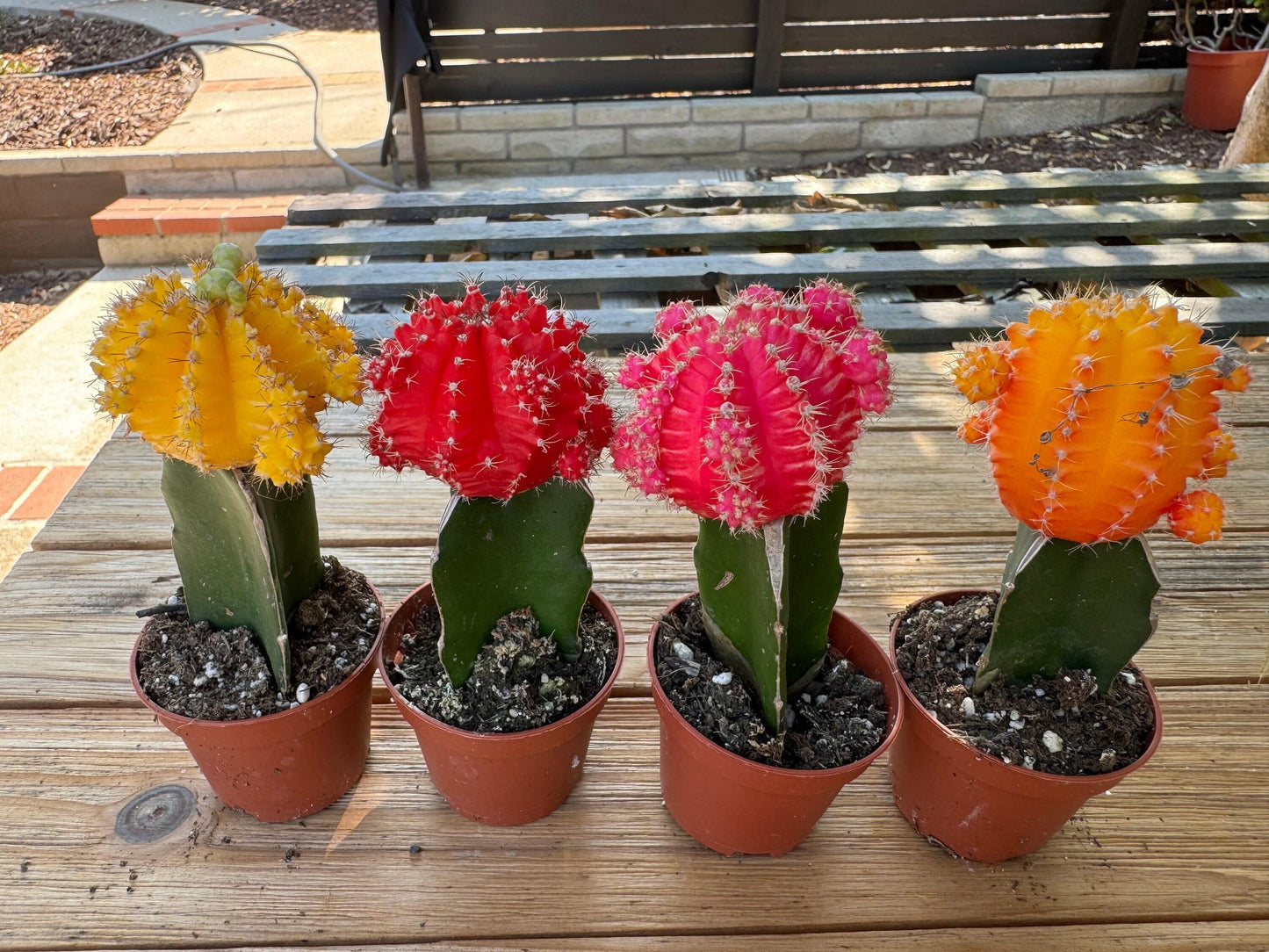 C4d Cactus Grafted Assorted Colors - View 30 from www redcrocus com