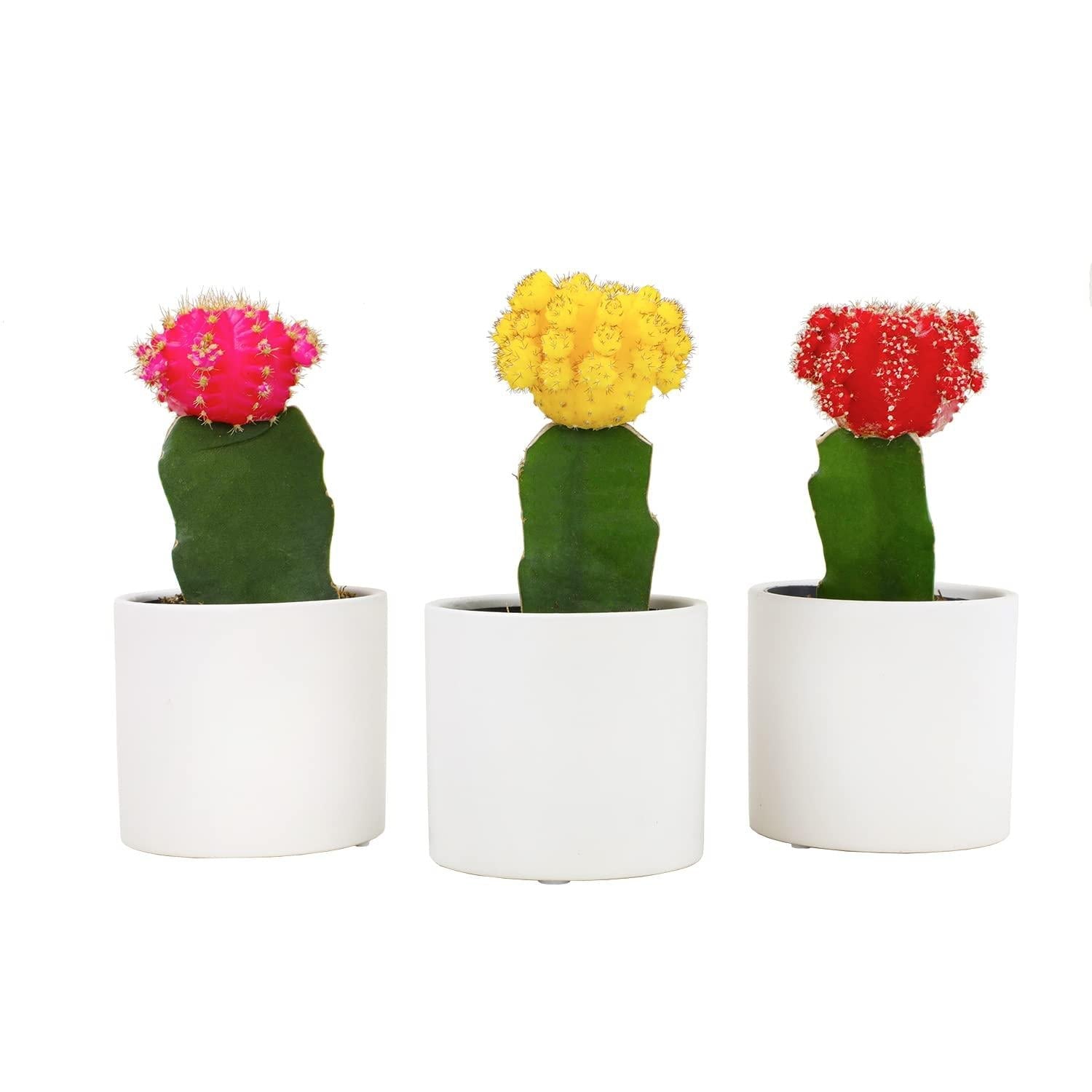 C4d Cactus Grafted Assorted Colors - View 32 from www redcrocus com