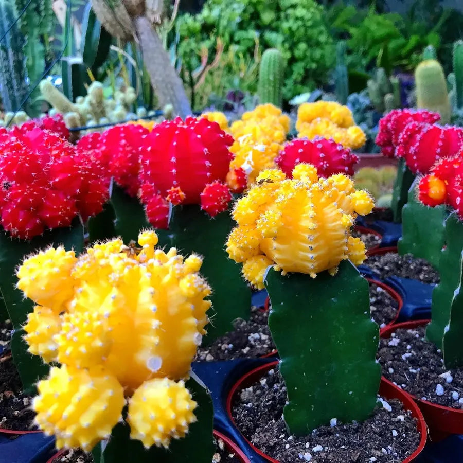 C4d Cactus Grafted Assorted Colors - View 35 from www redcrocus com