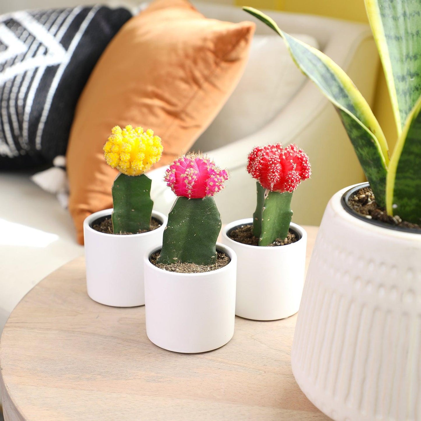 C4d Cactus Grafted Assorted Colors - View 3 from www redcrocus com