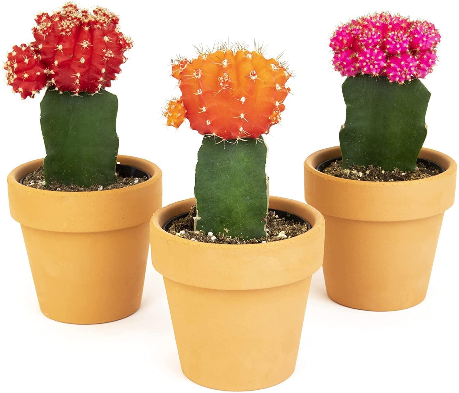 C4d Cactus Grafted Assorted Colors - View 7 from www redcrocus com