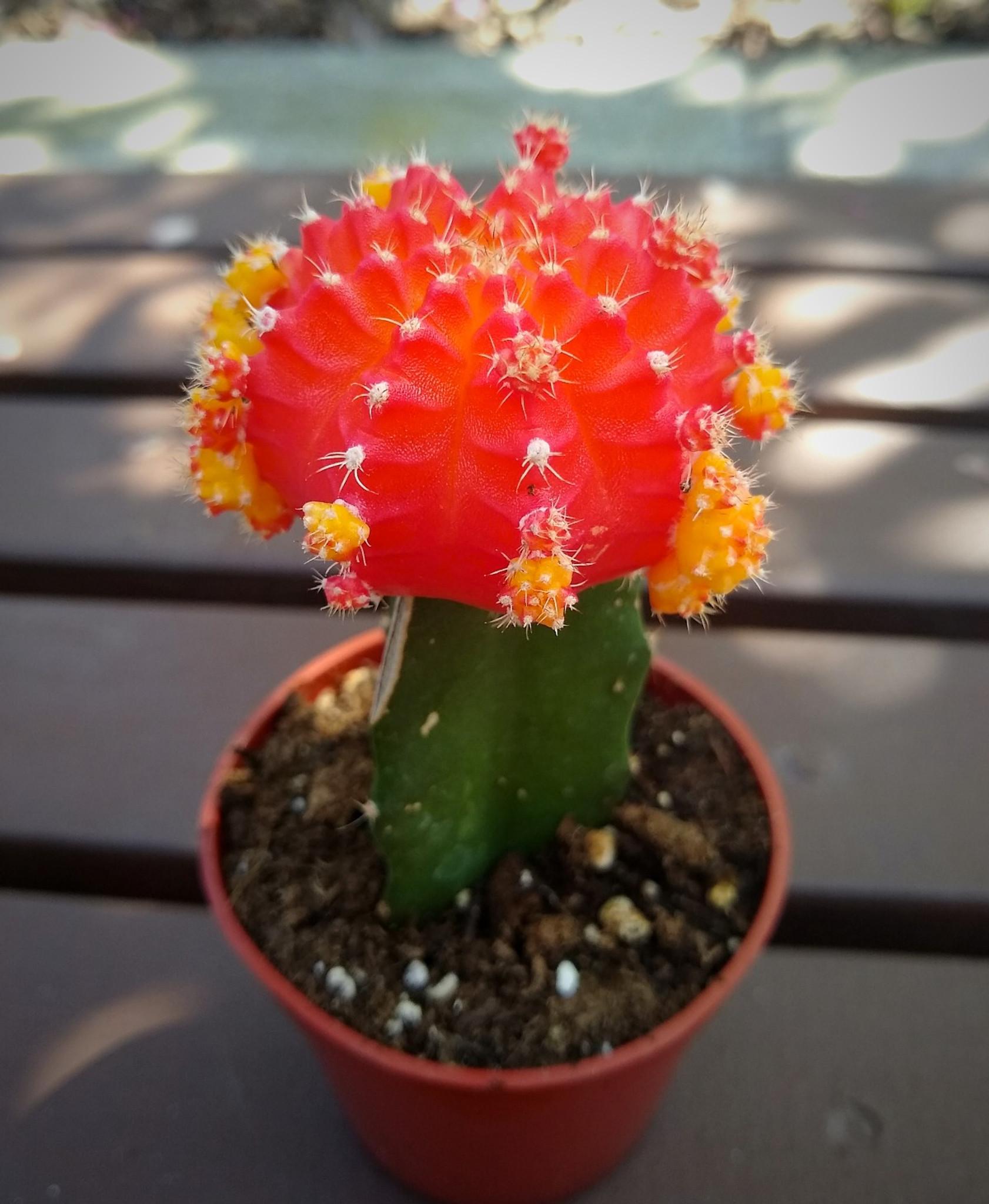 C4d Cactus Grafted Assorted Colors - View 8 from www redcrocus com