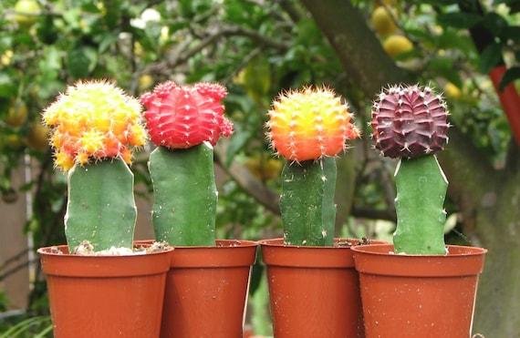 C4d Cactus Grafted Assorted Colors - View 9 from www redcrocus com