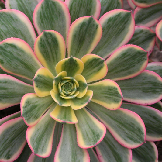D36 Succulent Aeonium Sunburst - View 10 from www redcrocus com